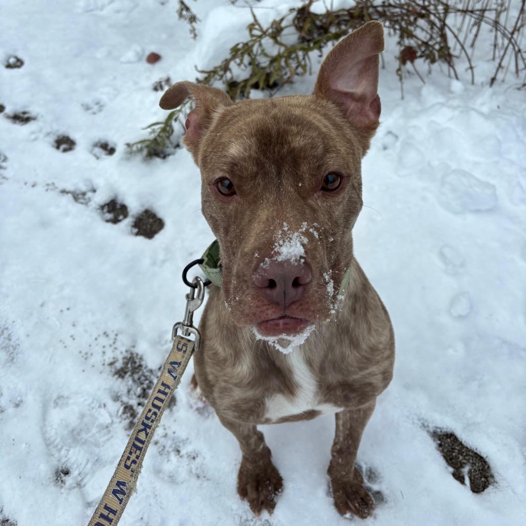 Enlarge Bisquick, a Adoptable mixed breed in Baldwin, WI image 5/6