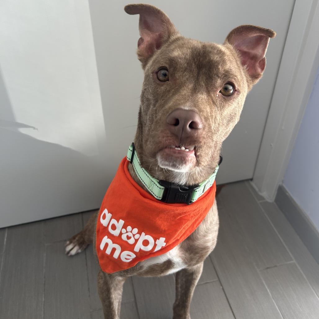 Enlarge Bisquick, a Adoptable mixed breed in Baldwin, WI image 6/6