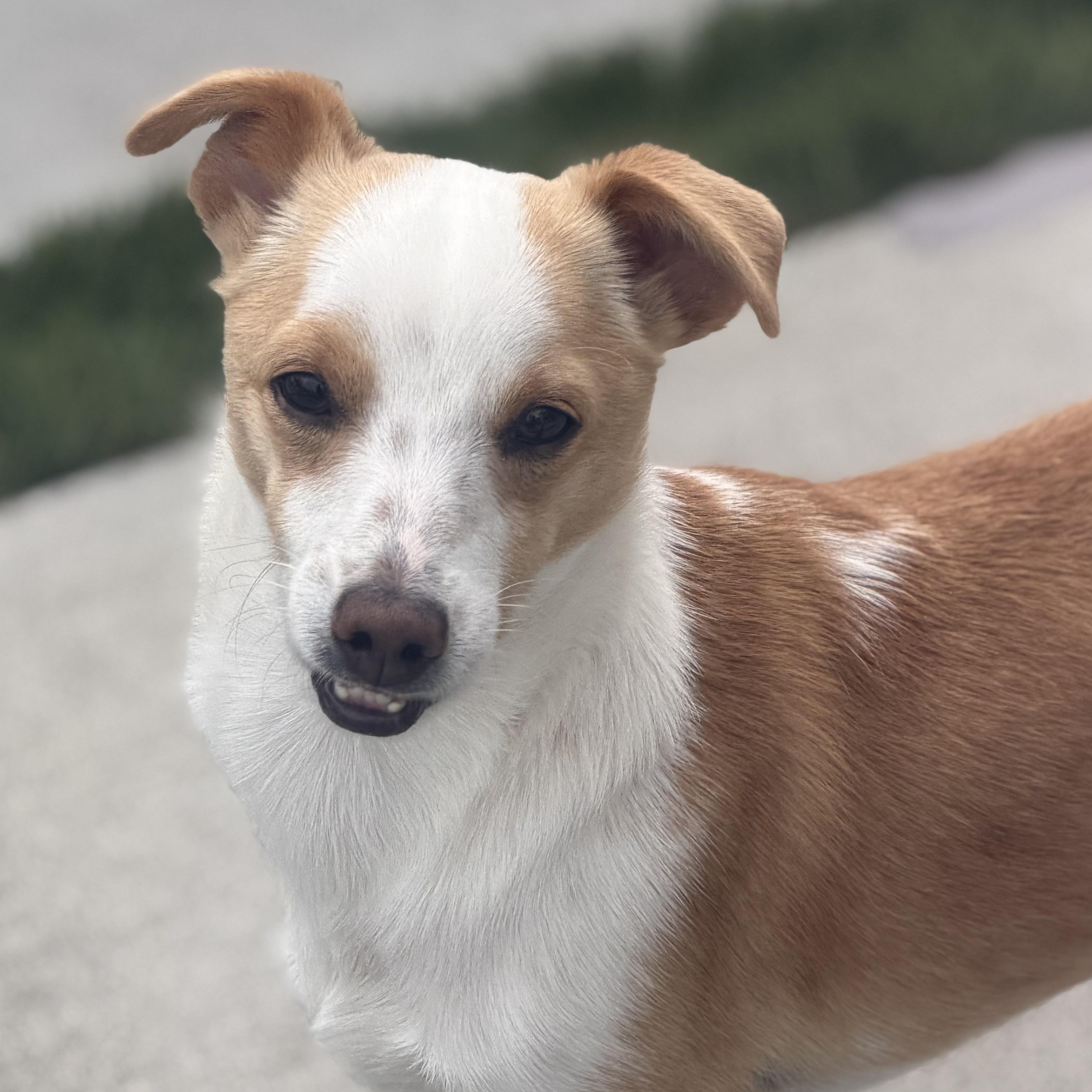 Enlarge Mr. Gentle CJ, a Adoptable mixed breed in Ridgefield, WA image 2/6