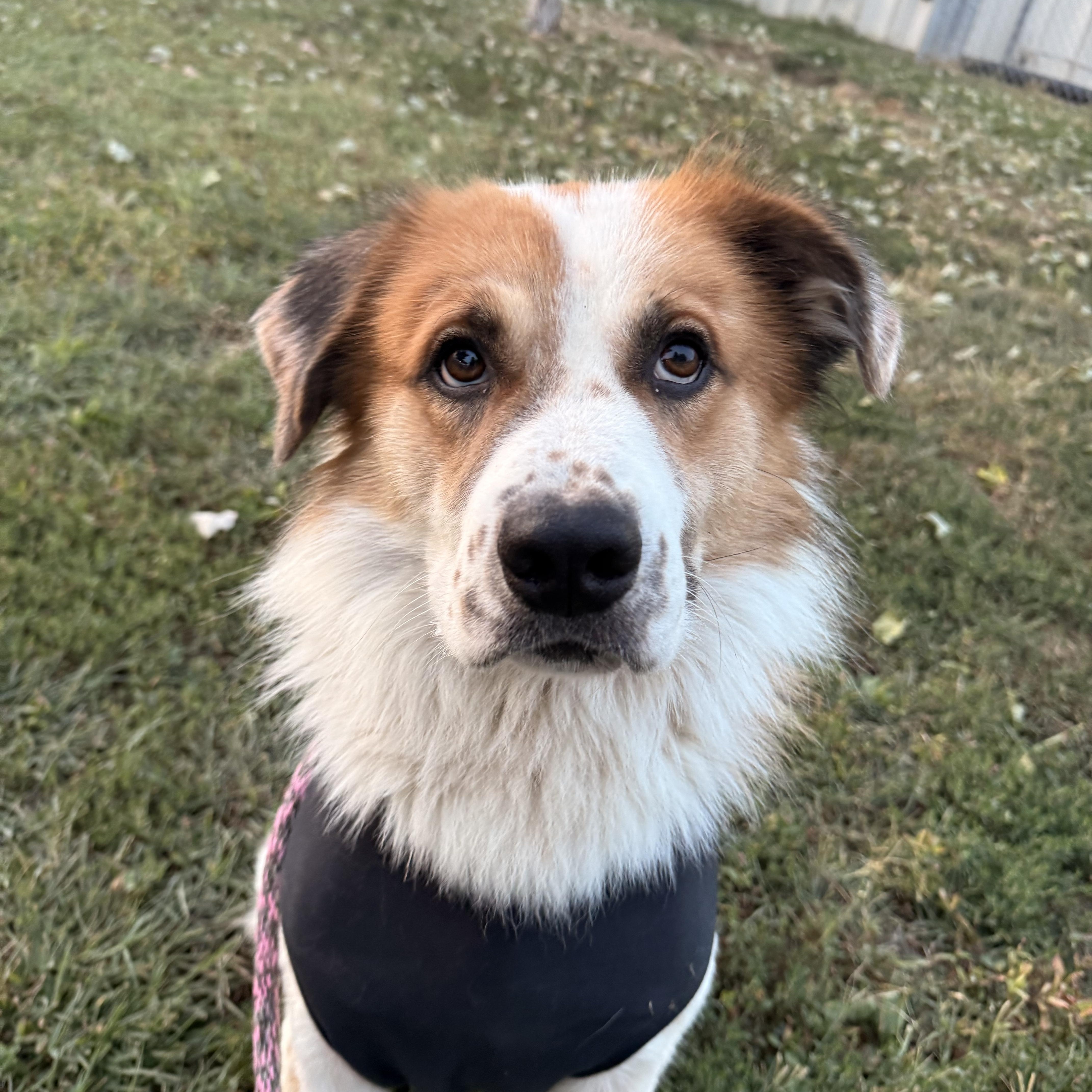 Oliver, Adopted, Young Male Saint Bernard.