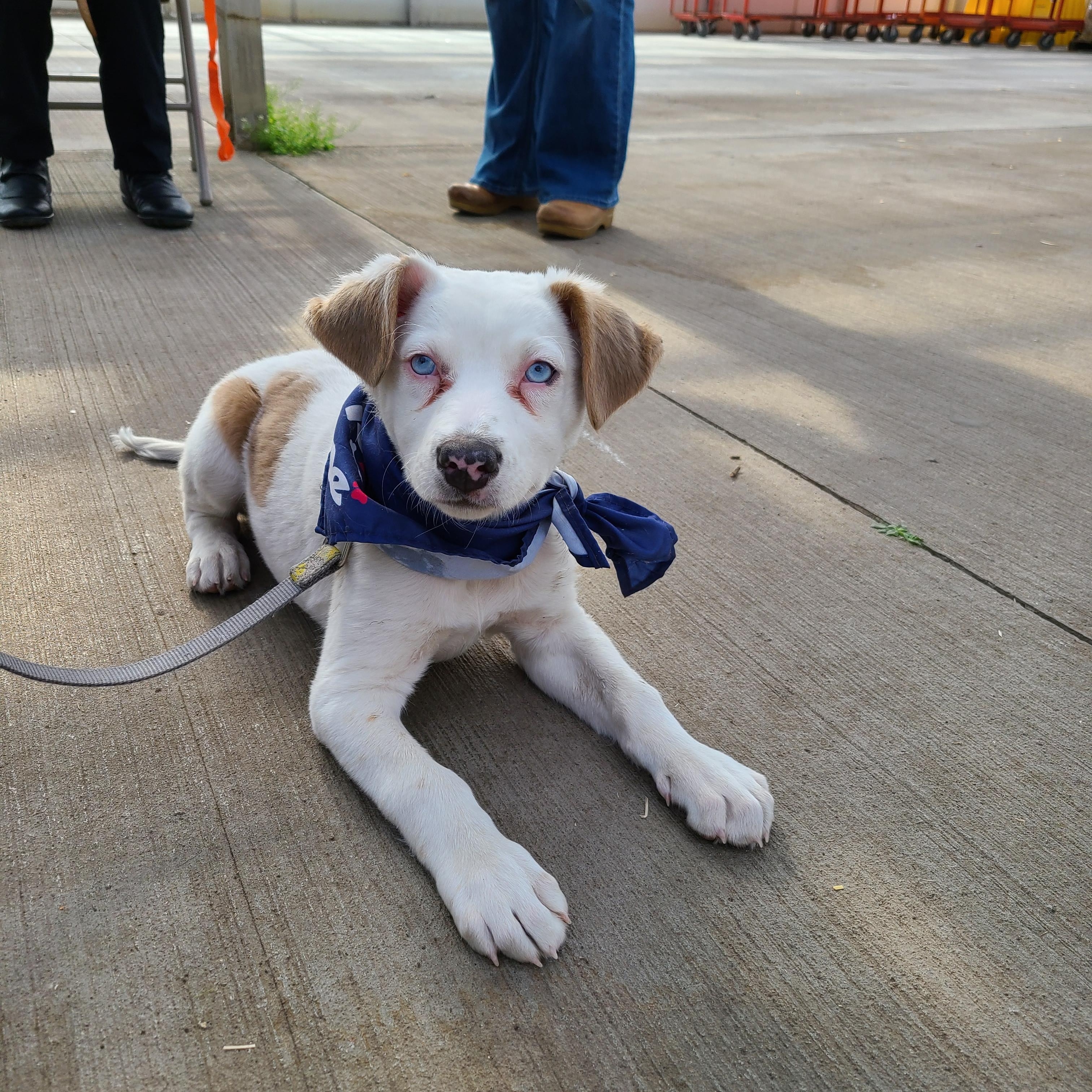 Louis, ADOPTABLE, Puppy Male Retriever & Mixed Breed.