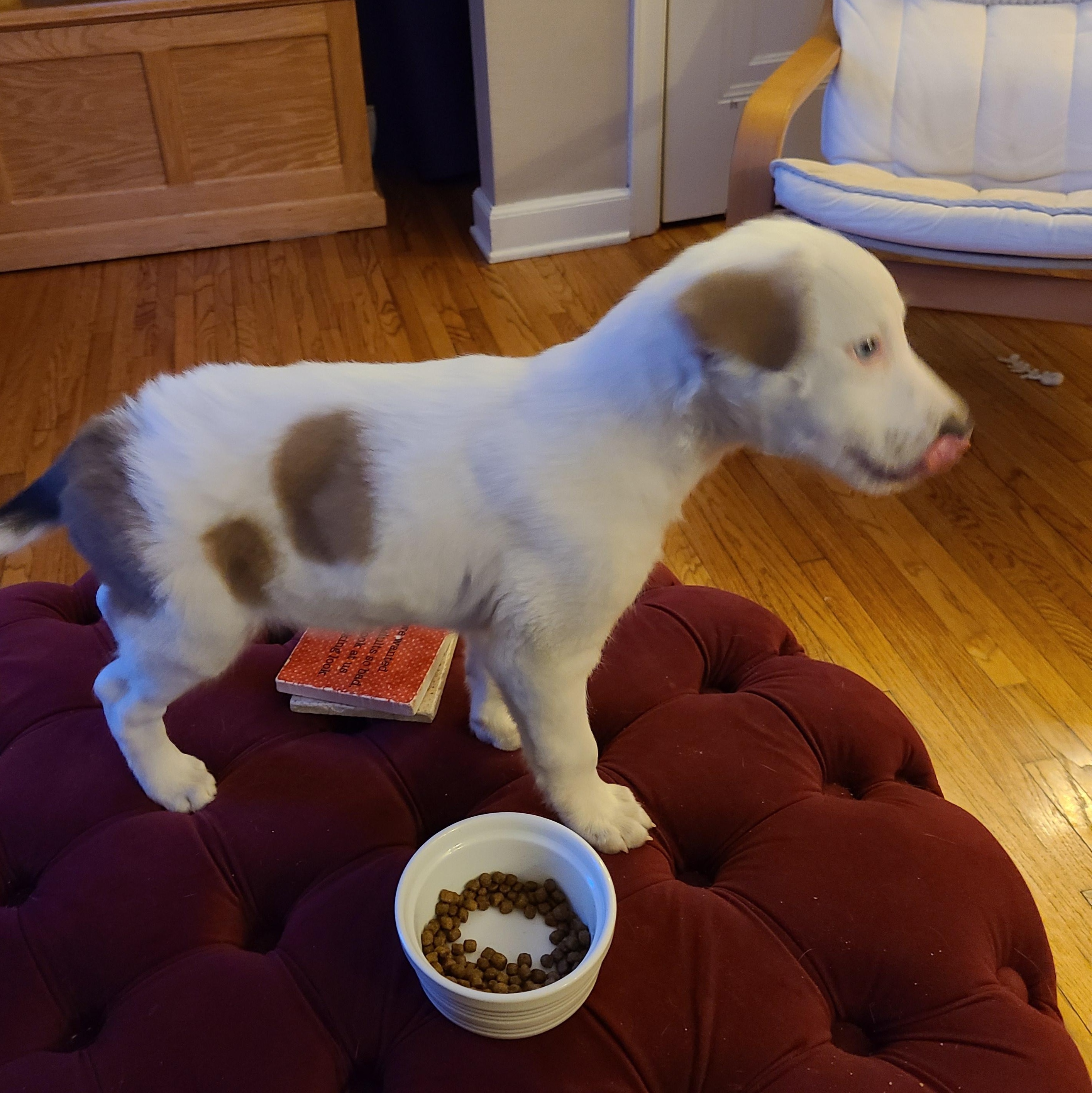 Enlarge Louis, a ADOPTABLE mixed breed in Minneapolis, MN image 4/6