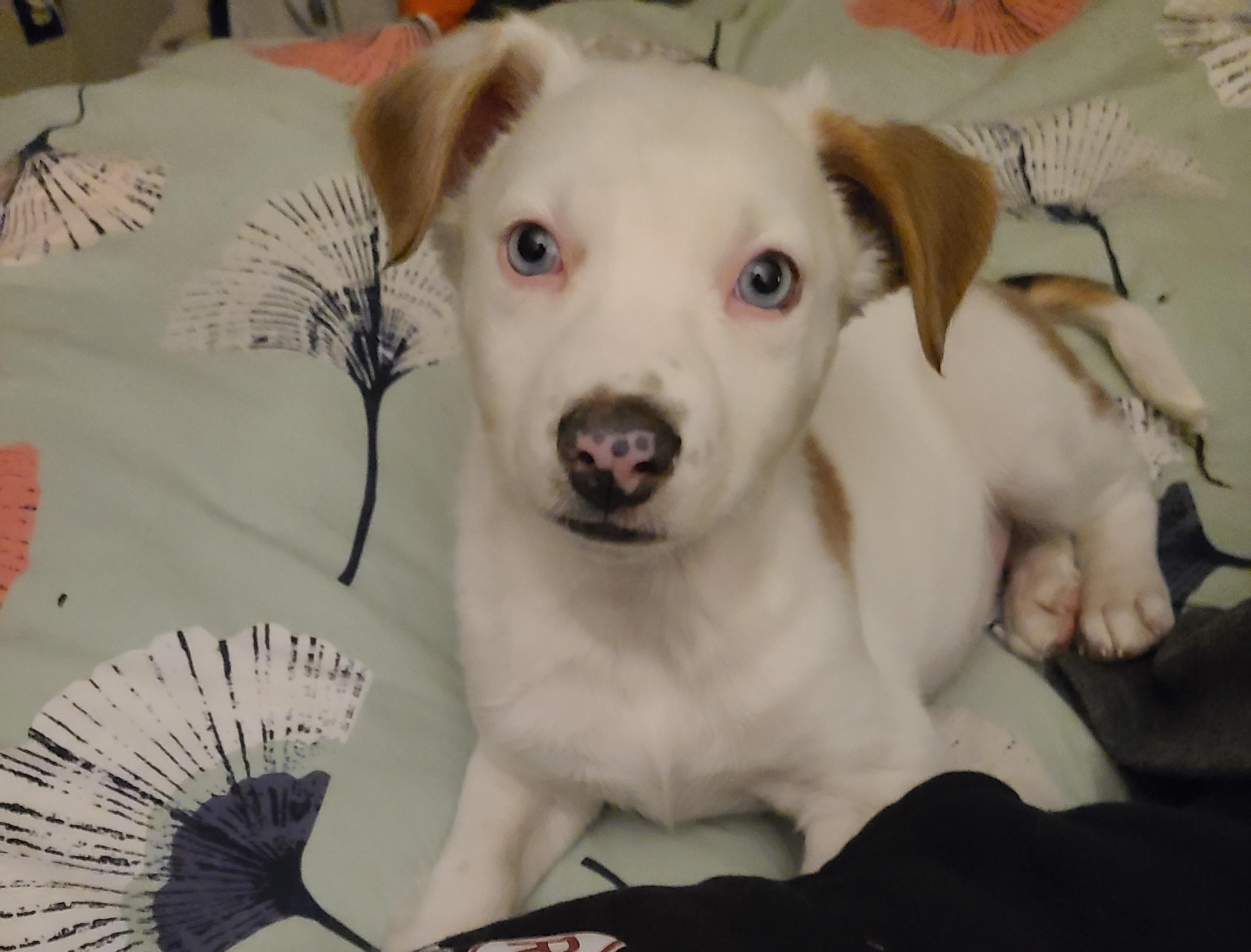 Louis, ADOPTABLE, Puppy Male Retriever & Mixed Breed.
