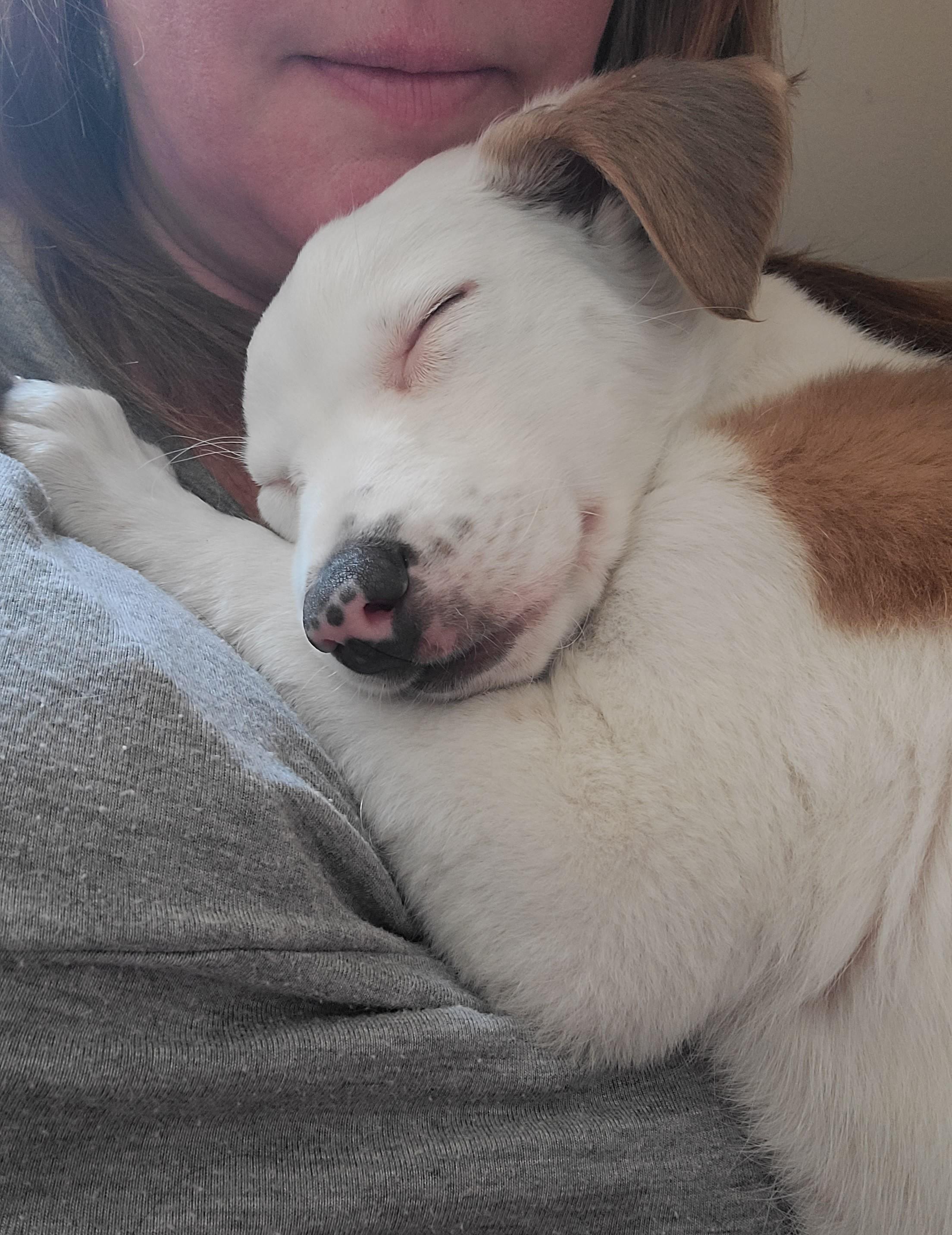 Enlarge Louis, a ADOPTABLE mixed breed in Minneapolis, MN image 3/6