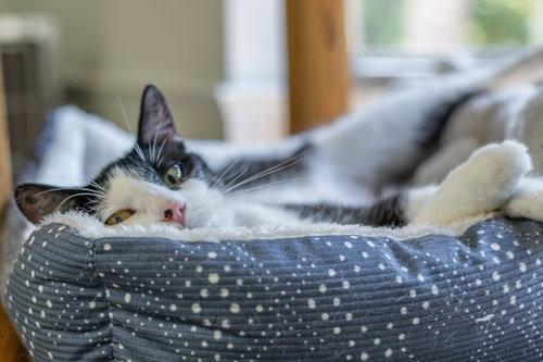 Dottie, Adoptable, Adult Female Domestic Short Hair.