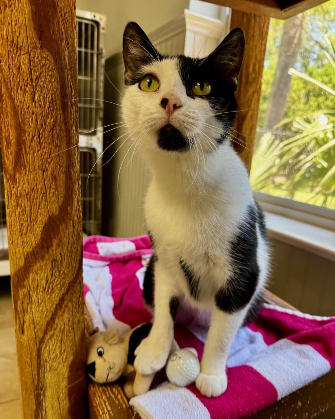 Enlarge Dottie, a Adoptable Domestic Short Hair in Hilton Head Island, SC image 2/3