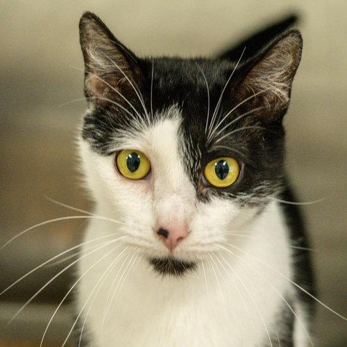 Enlarge Dottie, a Adoptable Domestic Short Hair in Hilton Head Island, SC image 3/3