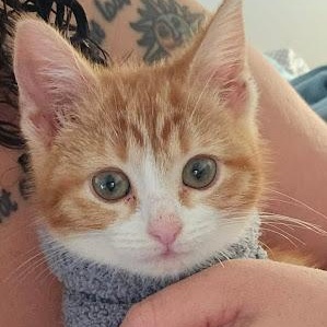 Rosie, ADOPTABLE, Kitten Female American Shorthair.