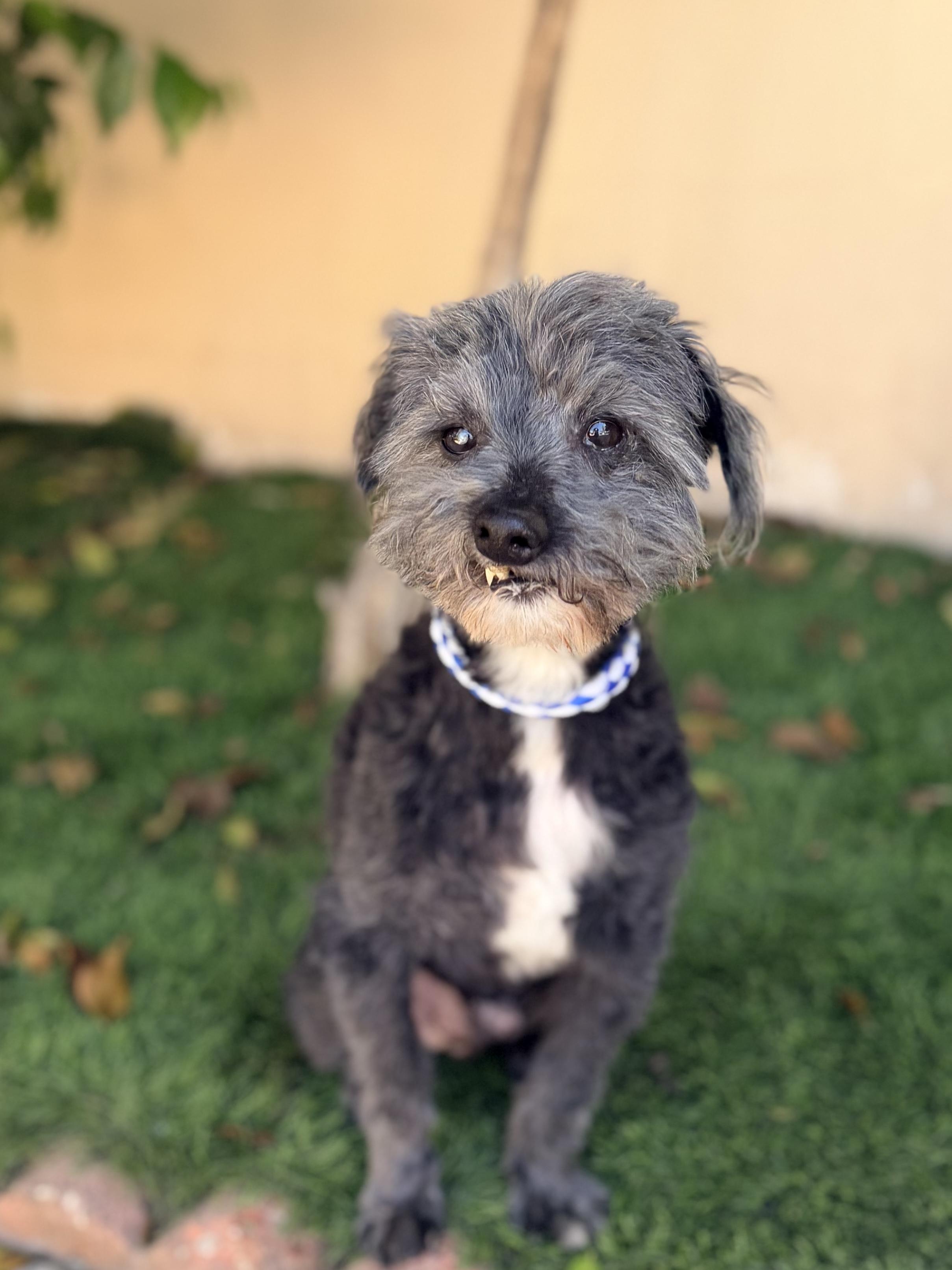RUDY, ADOPTABLE, Senior Male Poodle & Miniature Schnauzer.