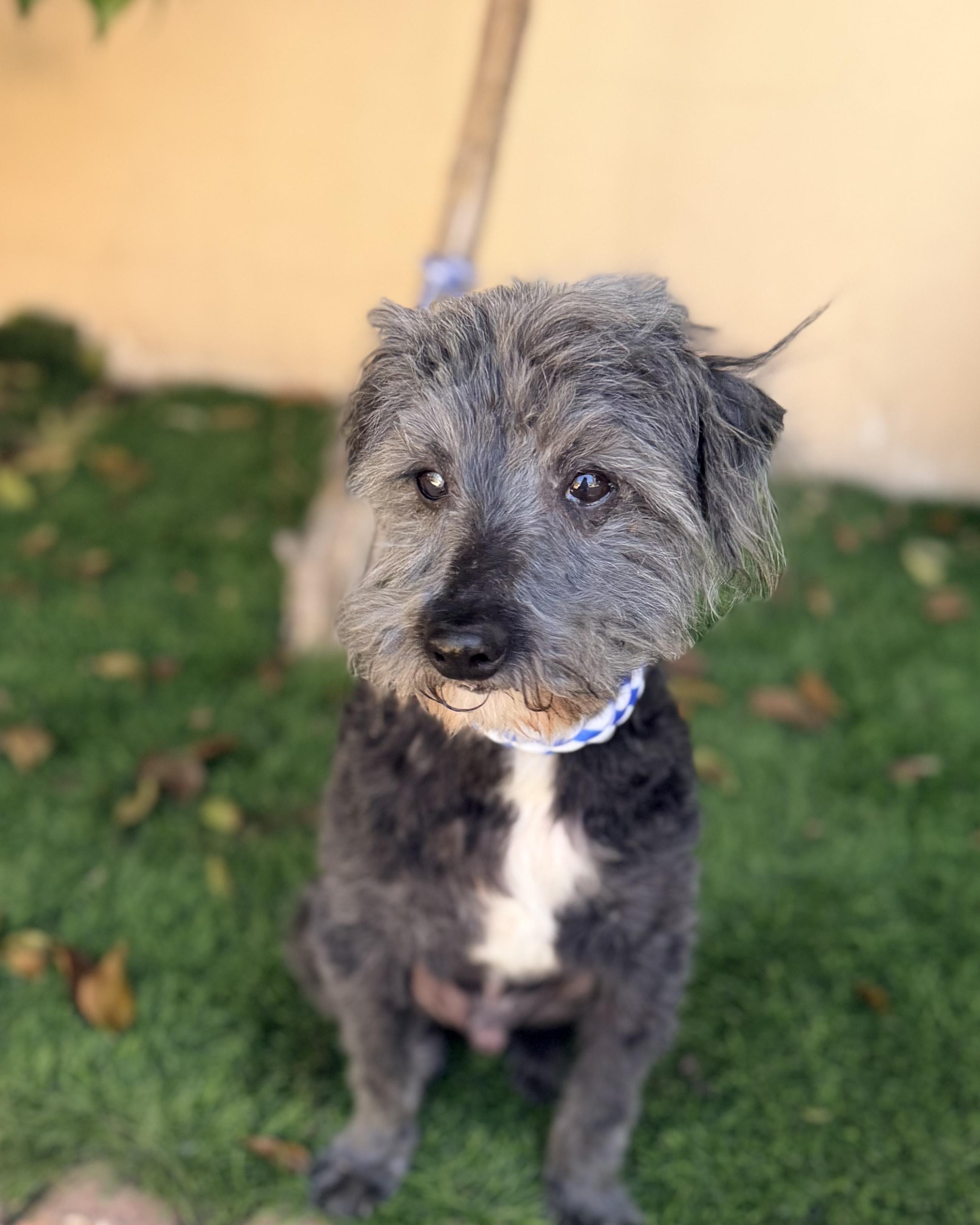 RUDY, a ADOPTABLE mixed breed in Rowland Heights, CA image 2/3