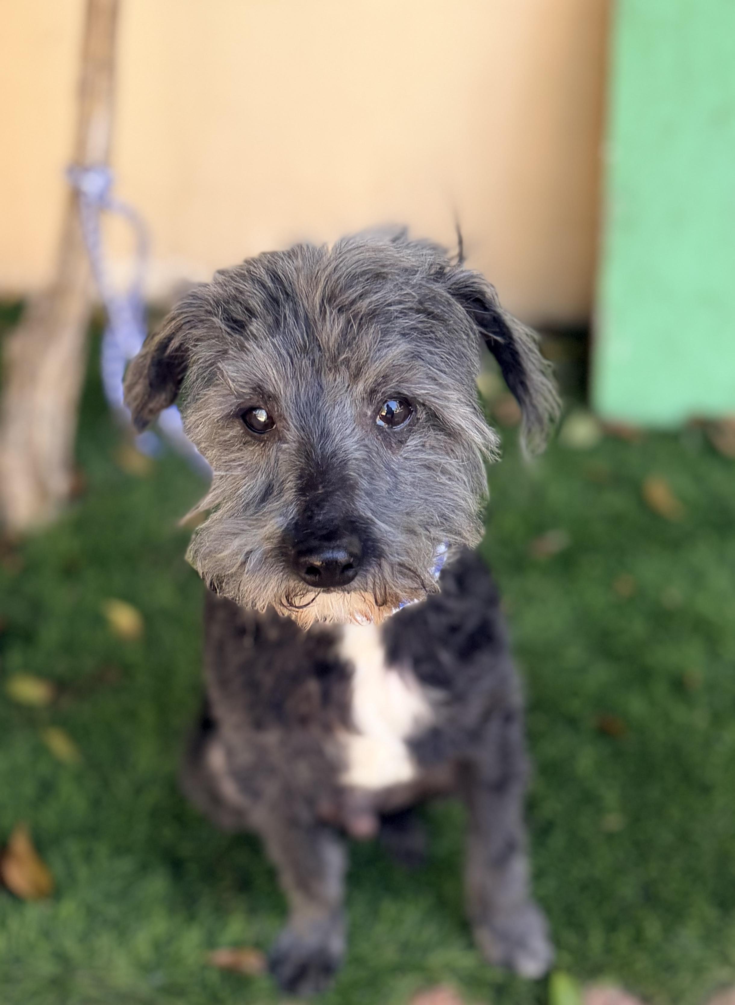 RUDY, a ADOPTABLE mixed breed in Rowland Heights, CA image 3/3