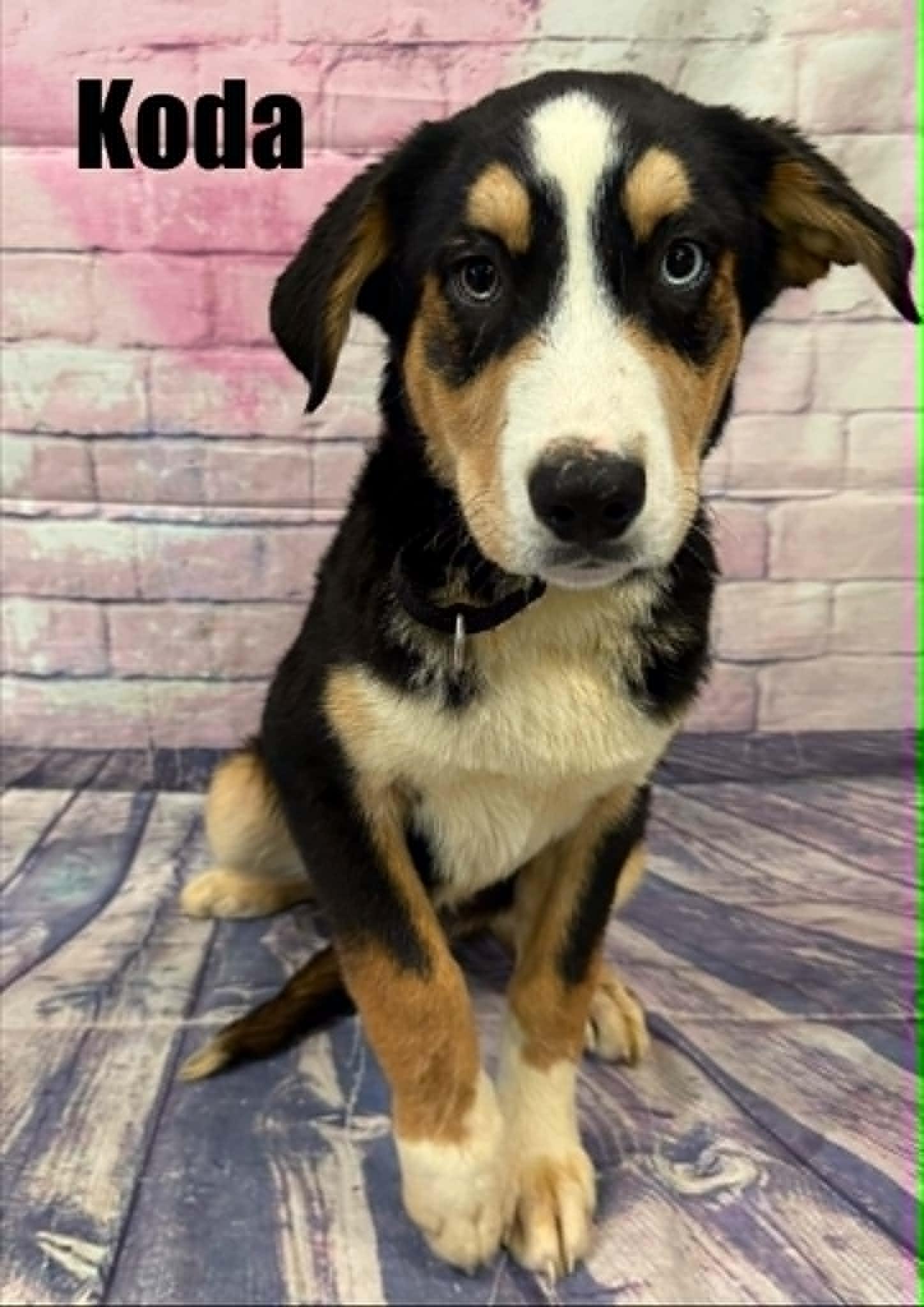 Enlarge Koda, an adoption pending mixed breed in Quincy, MI image 1/3