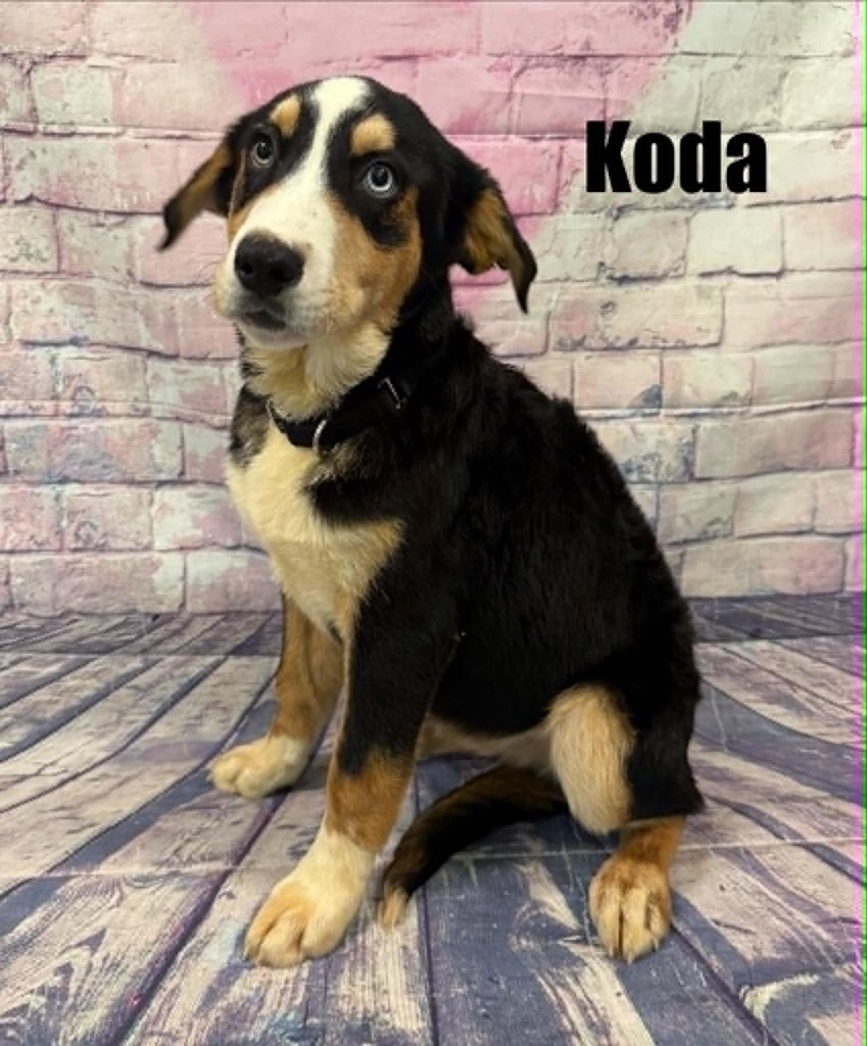 Enlarge Koda, an adoption pending mixed breed in Quincy, MI image 2/3