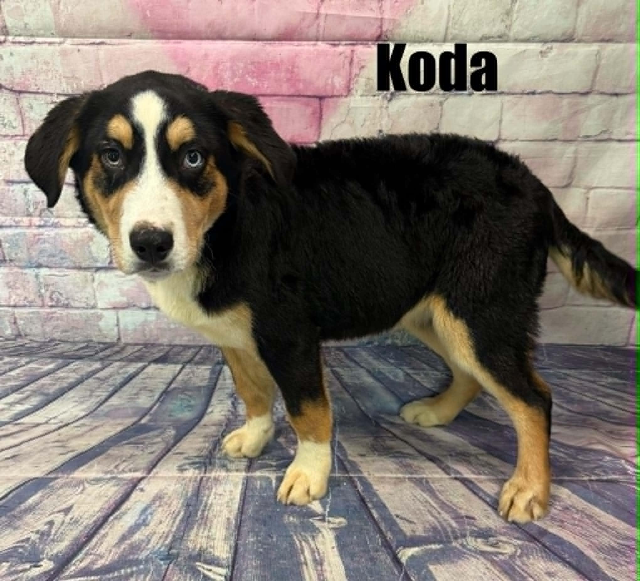 Enlarge Koda, an adoption pending mixed breed in Quincy, MI image 3/3
