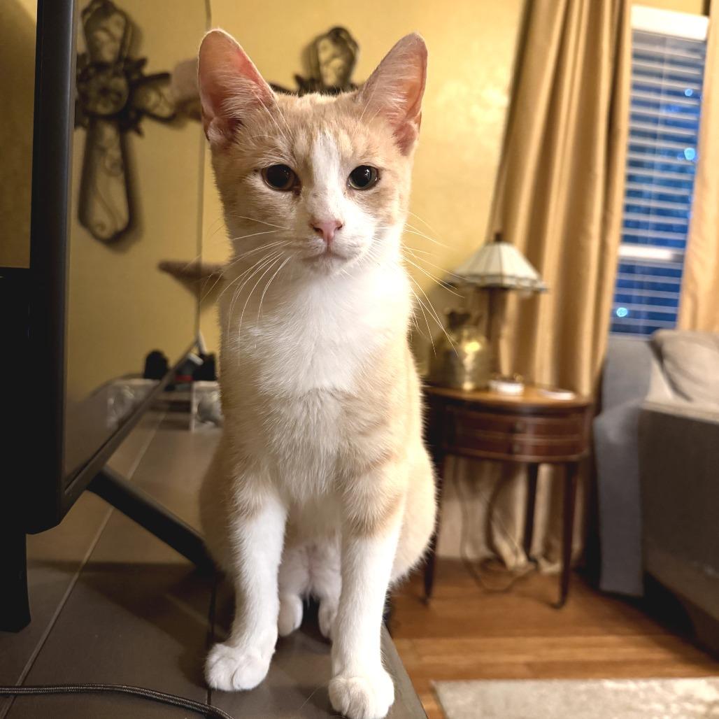 Tarzan, Adoptable, Young Male Domestic Short Hair.