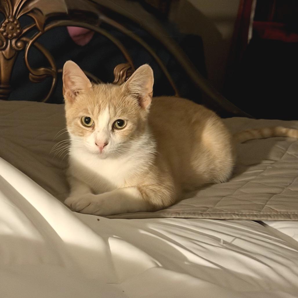 Enlarge Tarzan, a Adoptable Domestic Short Hair in Fort Worth, TX image 2/3