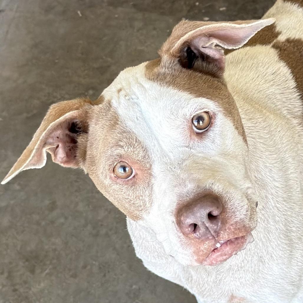 Enlarge Sara, a Adoptable Terrier in Bronson, FL image 1/1