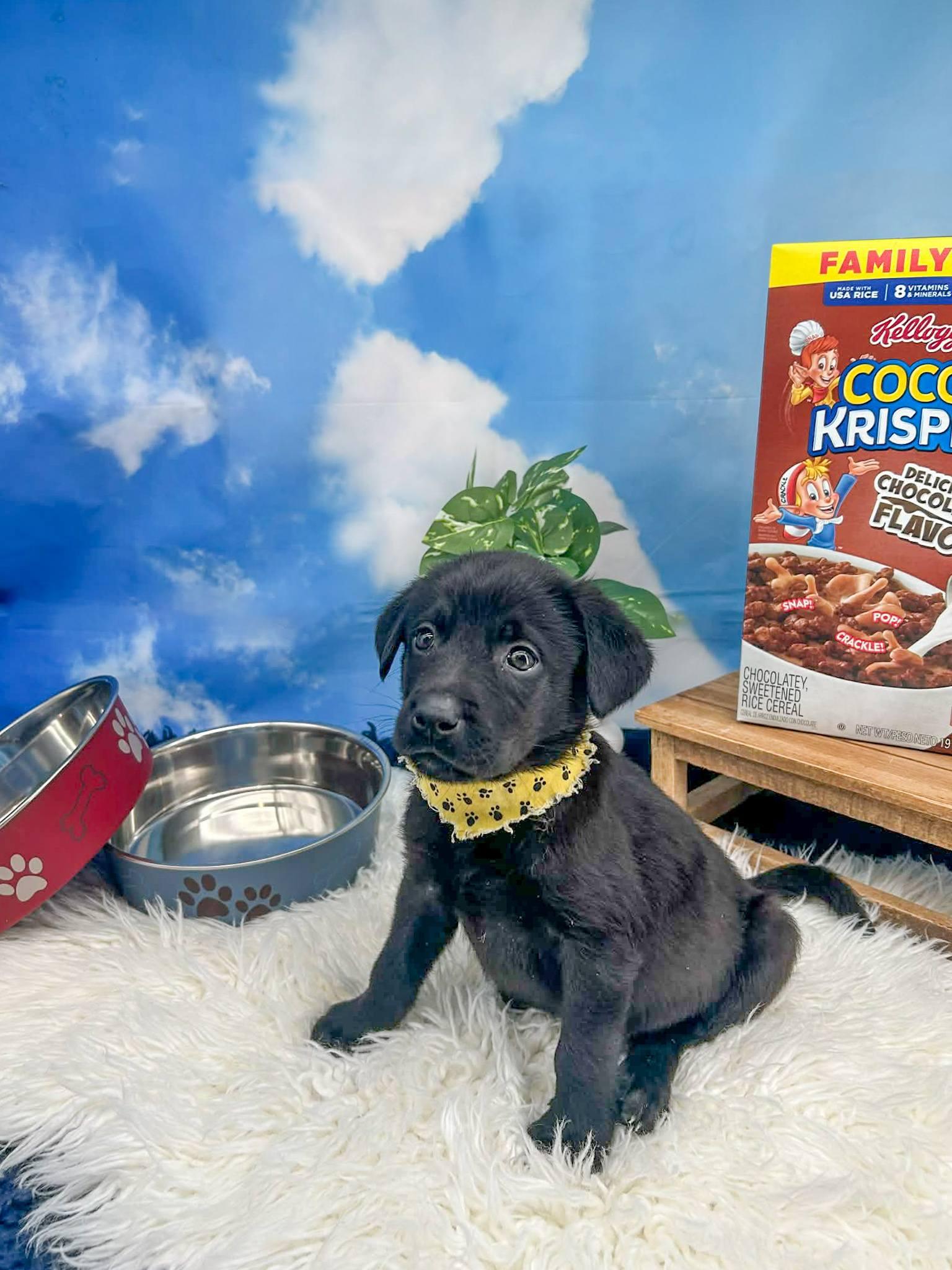 Enlarge Snap, a ADOPTABLE mixed breed in Sevierville, TN image 2/3