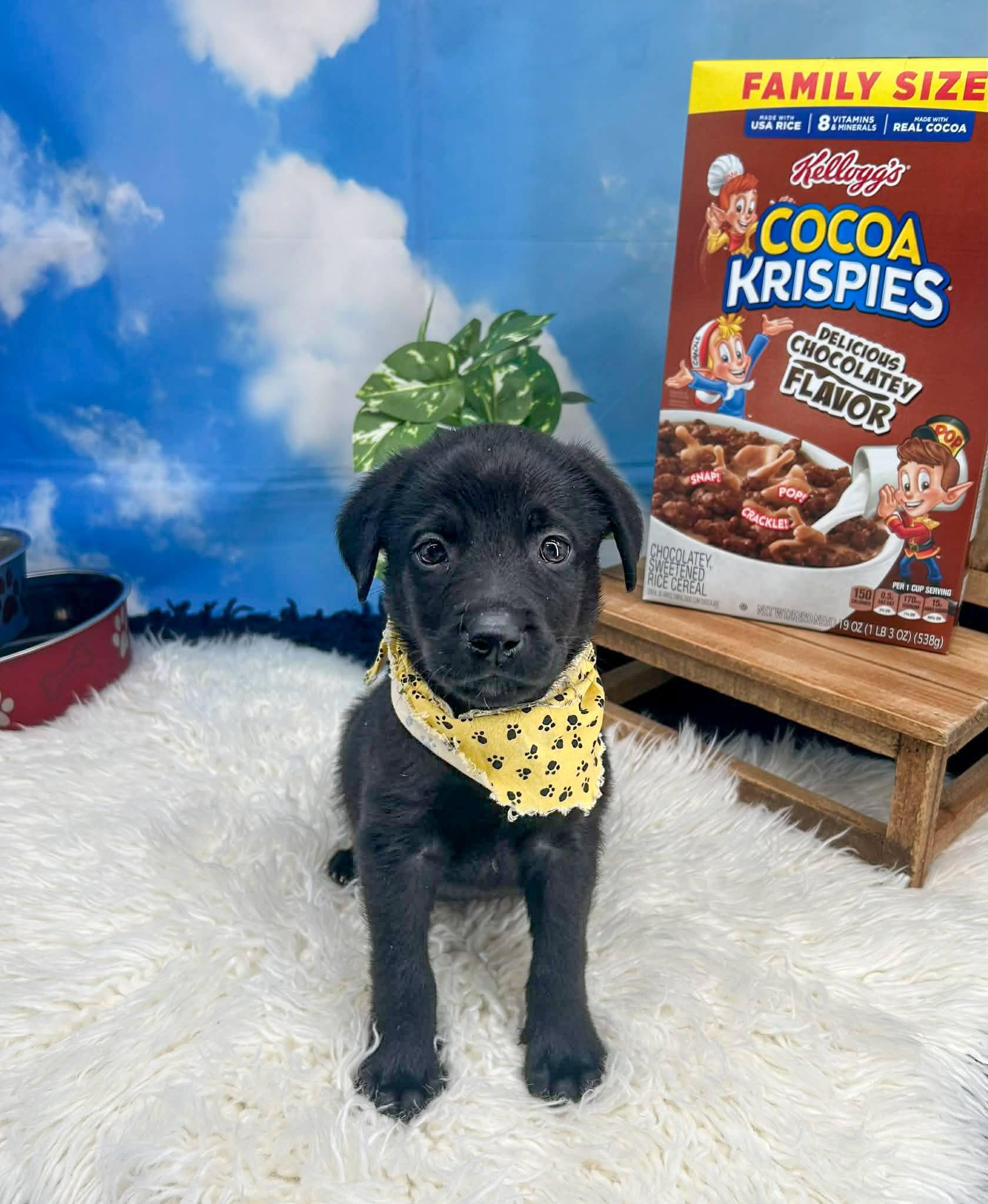 Enlarge Snap, a ADOPTABLE mixed breed in Sevierville, TN image 3/3