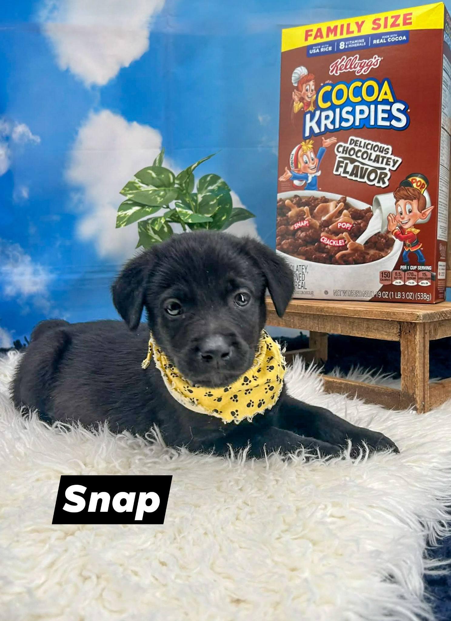 Snap, ADOPTABLE, Puppy Male Shepherd & Labrador Retriever.