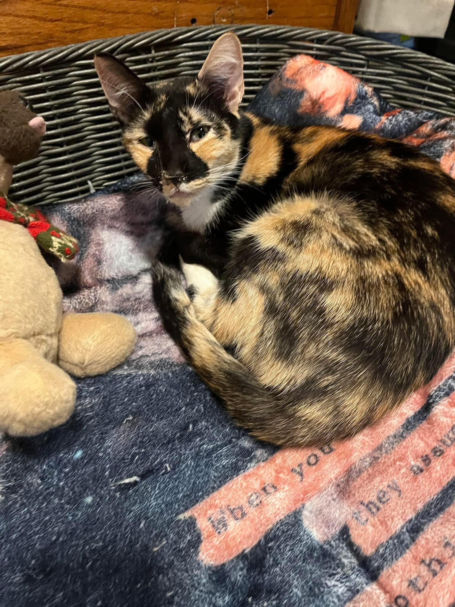 Dana, an adoptable Abyssinian in New Blaine, AR, 72851 | Photo Image 3