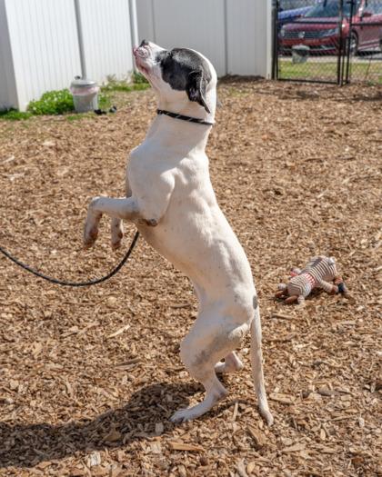Remus- IN FOSTER, Adoptable, Adult Male Mixed Breed & Mixed Breed.