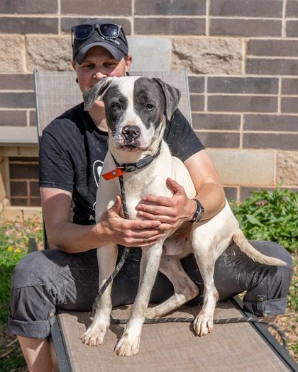 Remus- IN FOSTER, a Adoptable Mixed Breed in Chamblee, GA image 2/3
