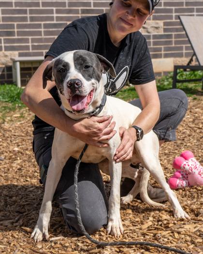 Remus- IN FOSTER, a Adoptable Mixed Breed in Chamblee, GA image 3/3