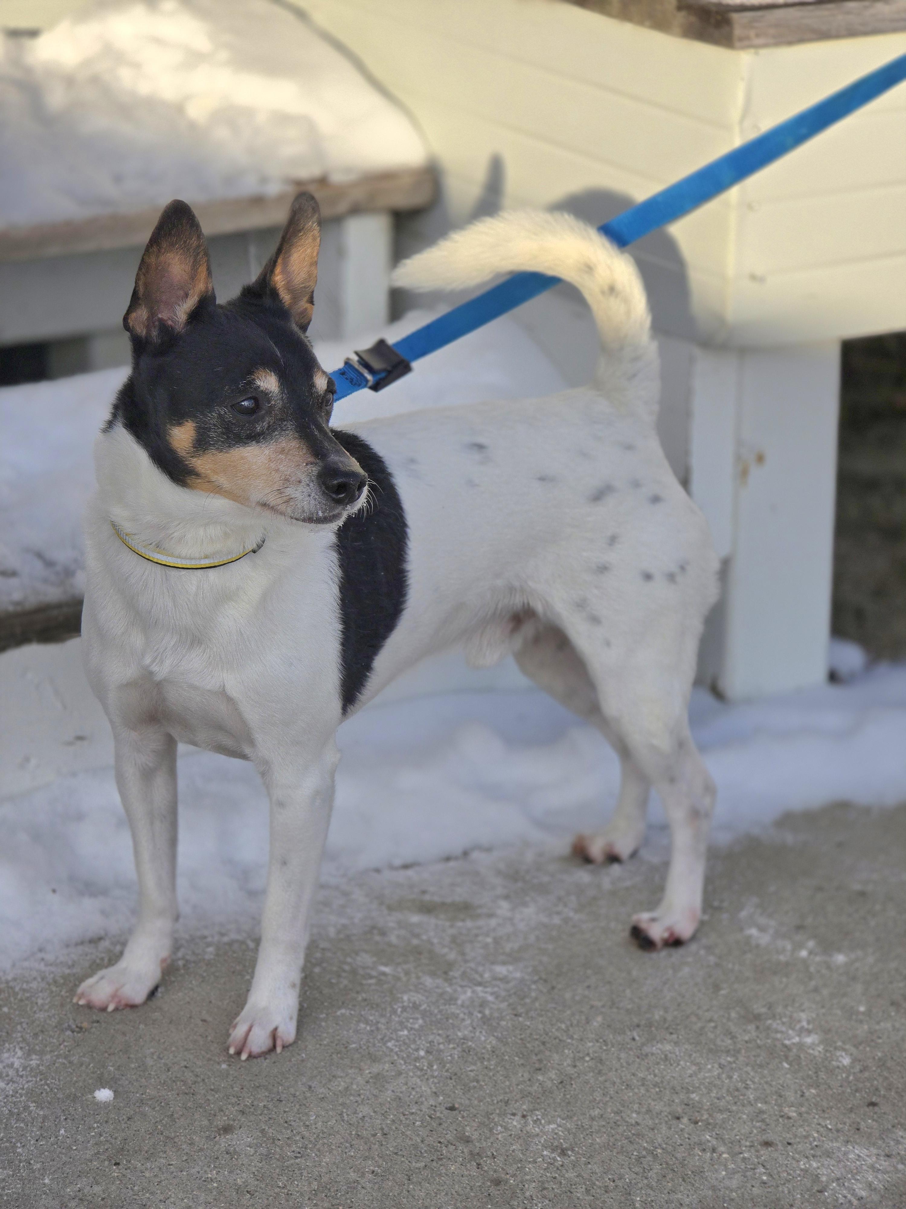 Enlarge Buddy, a Adoptable mixed breed in Jamestown, ND image 3/6