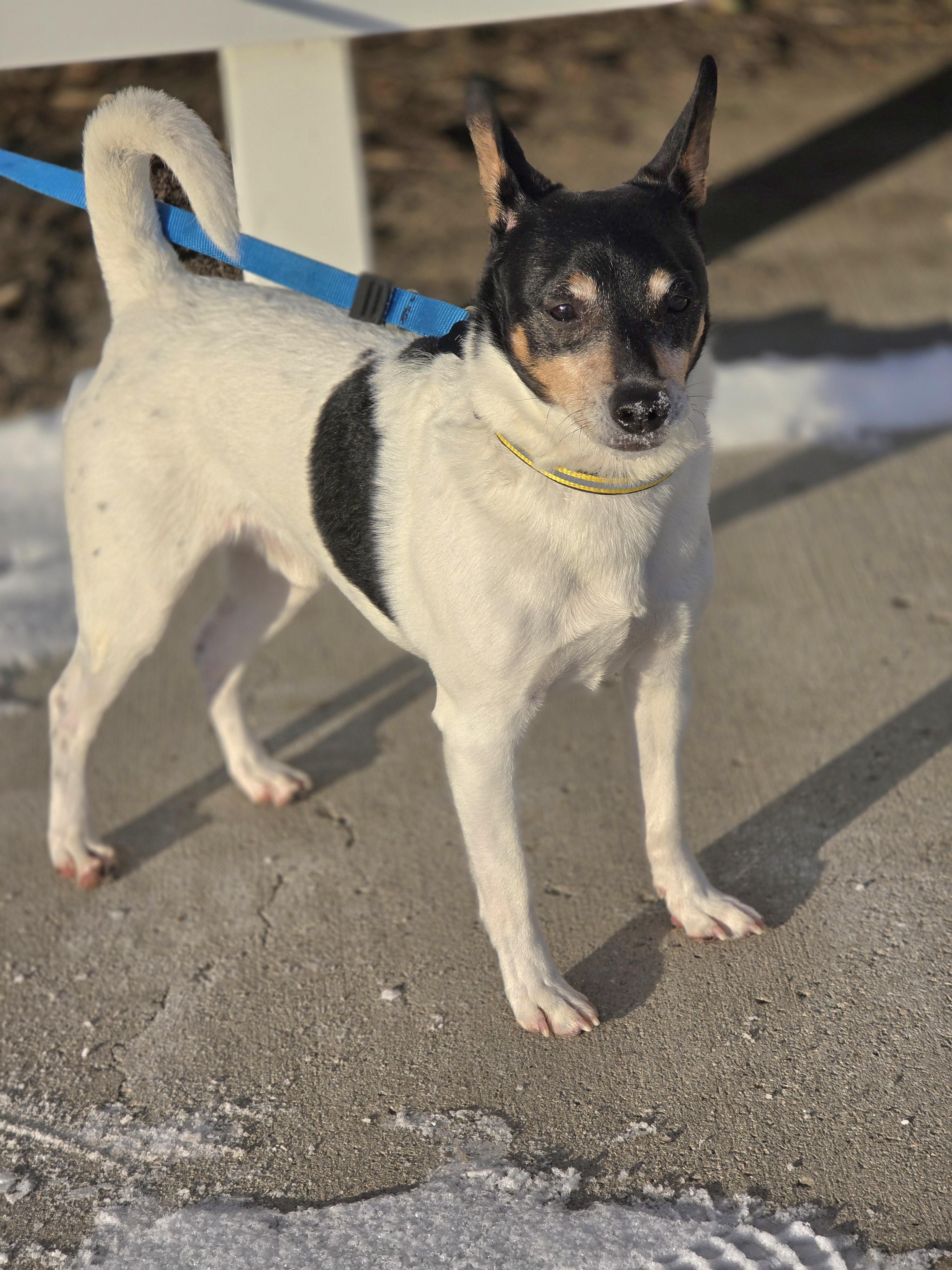 Enlarge Buddy, a Adoptable mixed breed in Jamestown, ND image 4/6