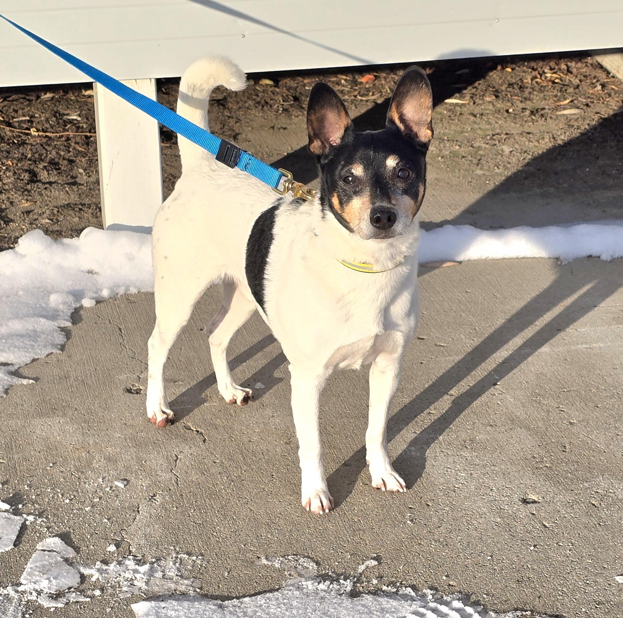 Buddy, Adoptable, Senior Male Miniature Pinscher & Jack Russell Terrier.