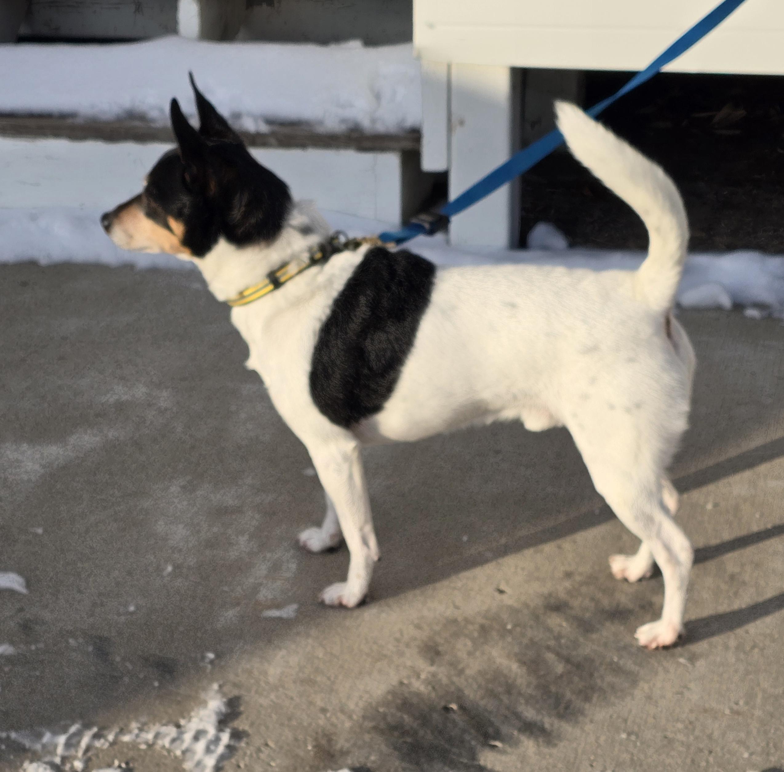 Enlarge Buddy, a Adoptable mixed breed in Jamestown, ND image 6/6