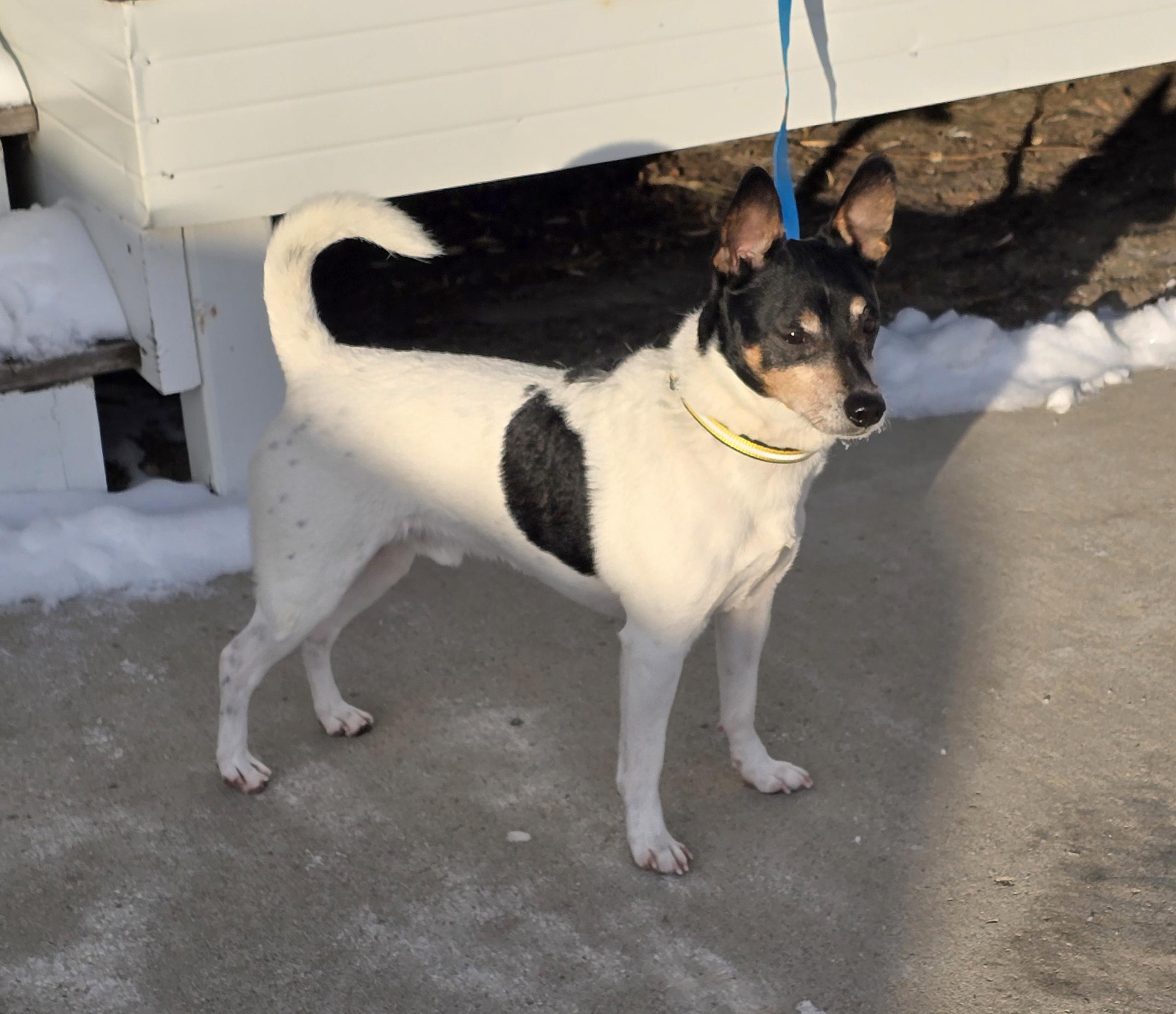 Enlarge Buddy, a Adoptable mixed breed in Jamestown, ND image 2/6