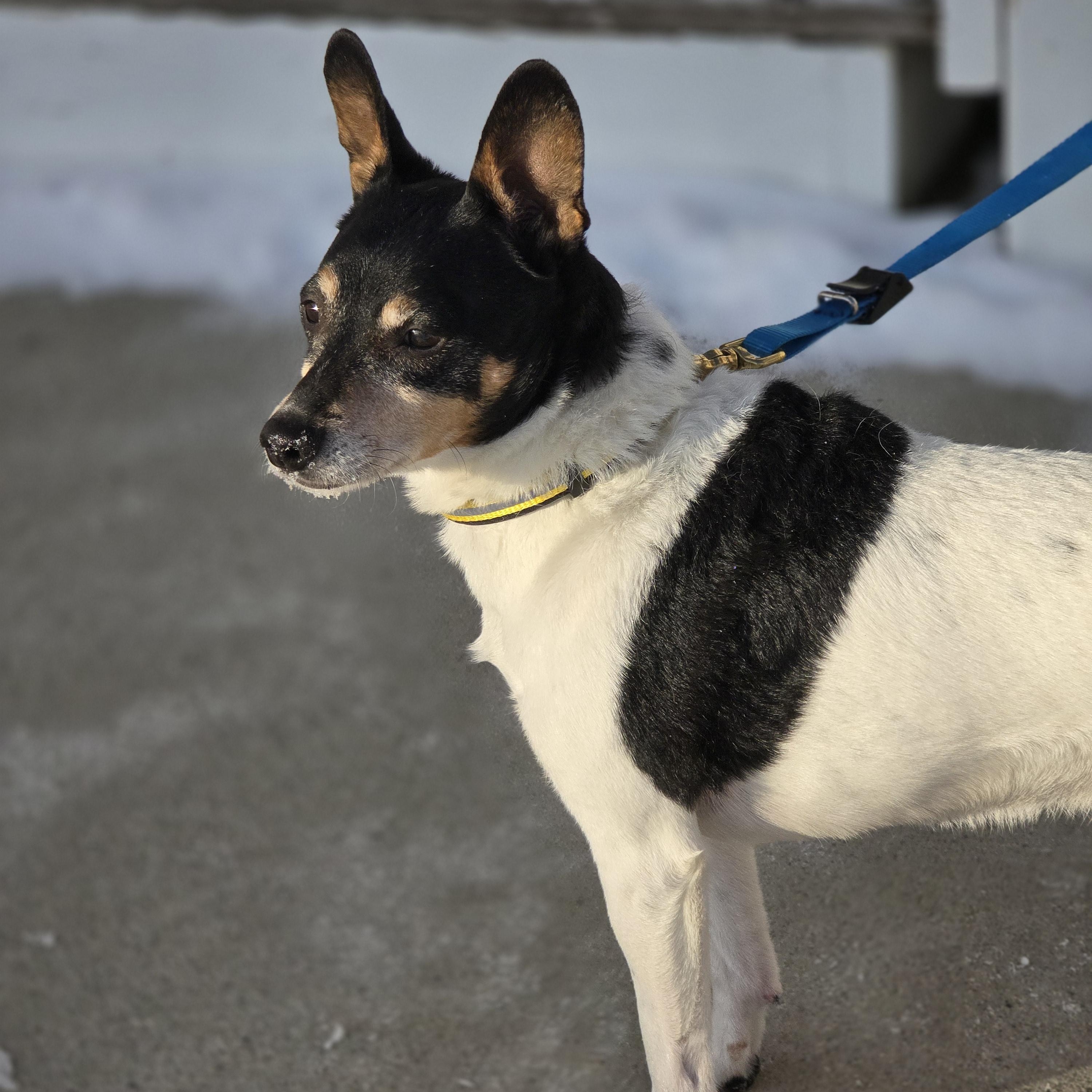 Enlarge Buddy, a Adoptable mixed breed in Jamestown, ND image 5/6