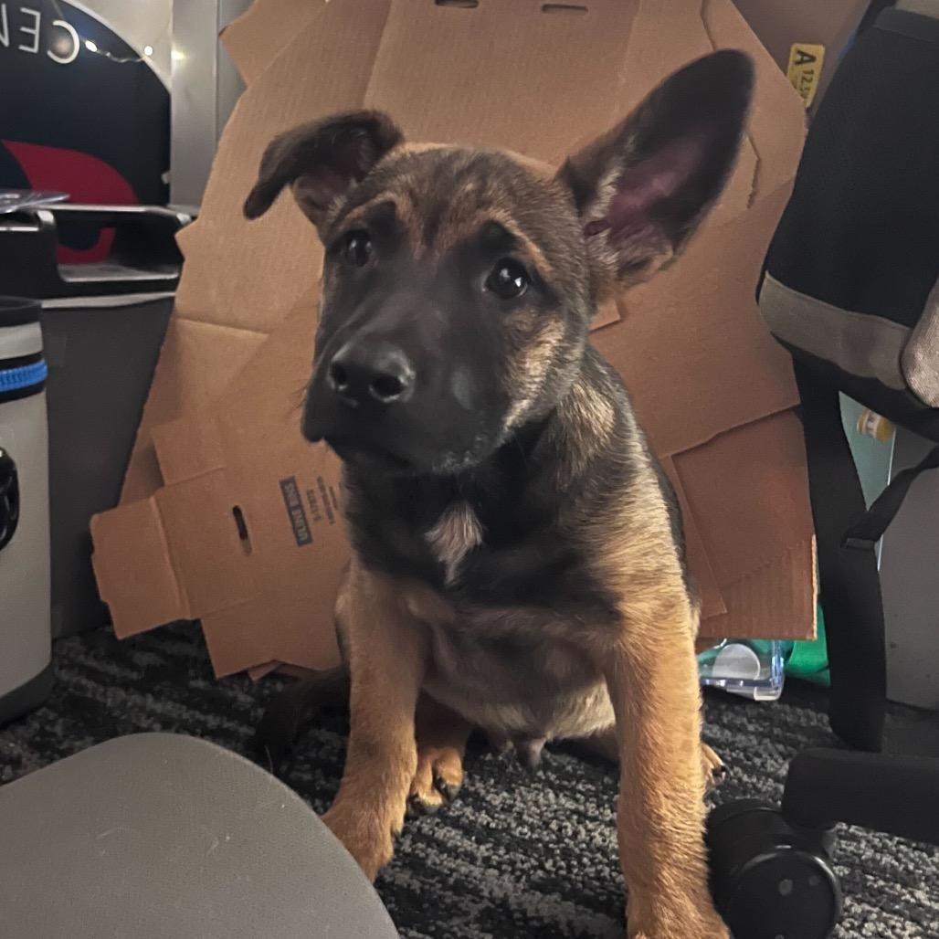 Zazu, Adoptable, Puppy Male Mixed Breed.