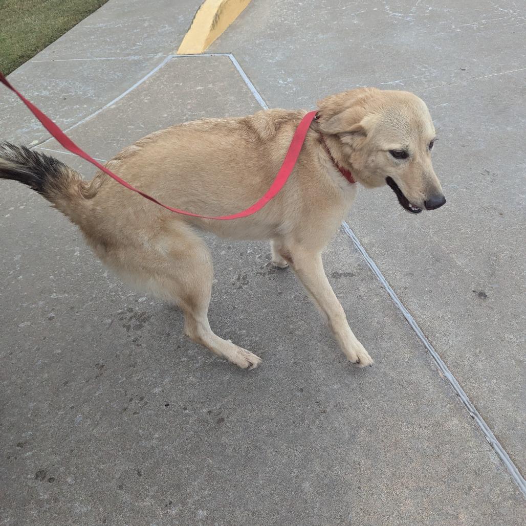 Enlarge Autumn, a Adoptable mixed breed in Pauls Valley, OK image 1/4