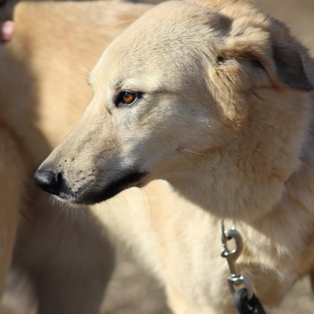 Enlarge Autumn, a Adoptable mixed breed in Pauls Valley, OK image 2/4