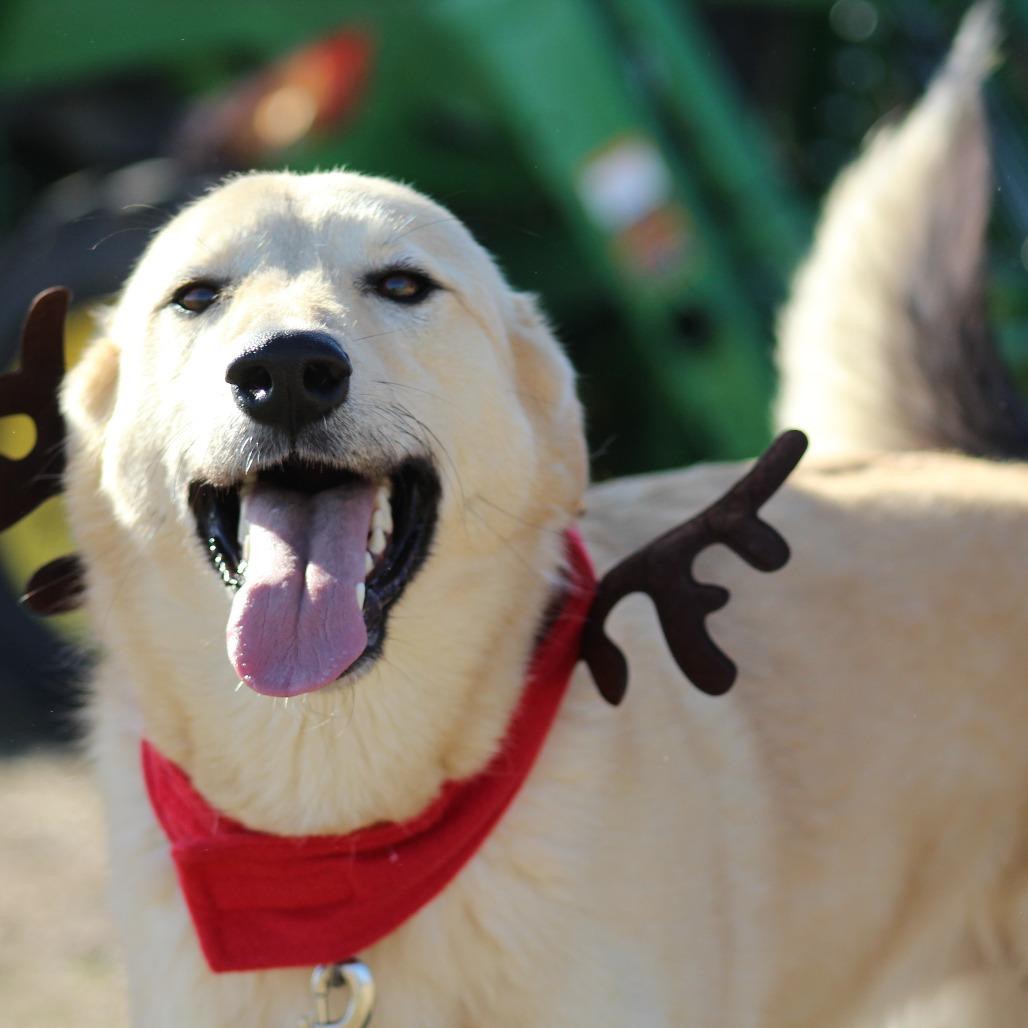 Enlarge Autumn, a Adoptable mixed breed in Pauls Valley, OK image 3/4