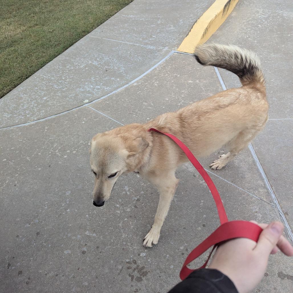 Enlarge Autumn, a Adoptable mixed breed in Pauls Valley, OK image 4/4
