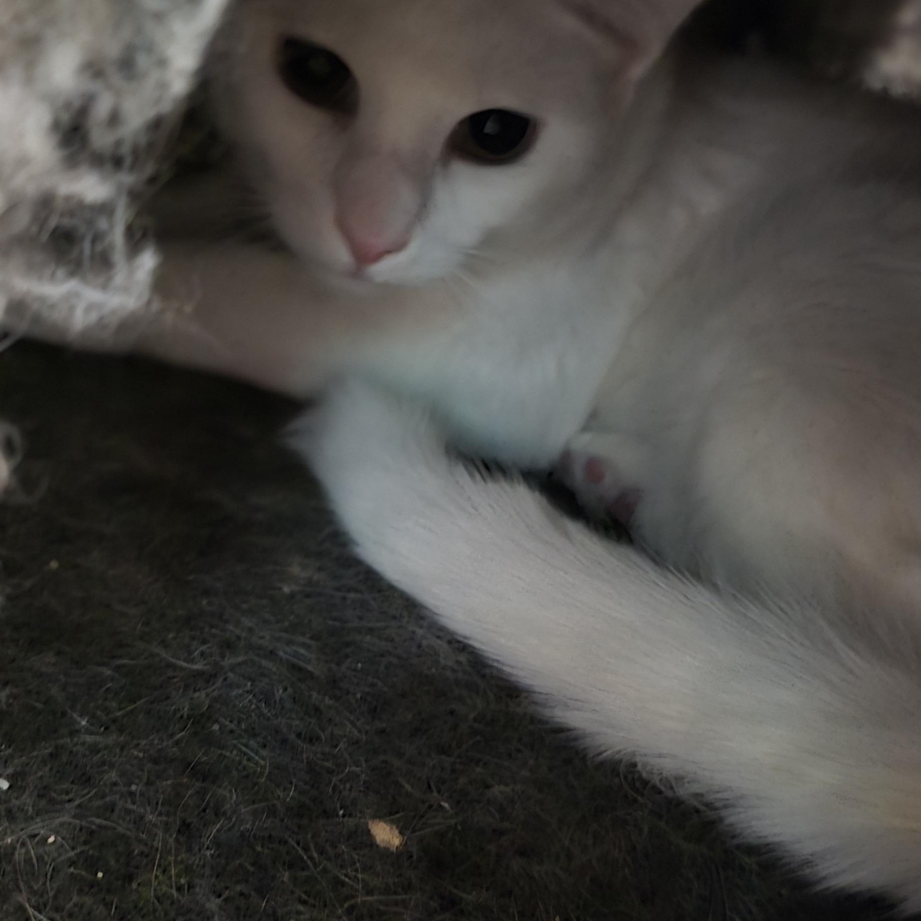 Moon, ADOPTABLE, Adult Male American Shorthair.