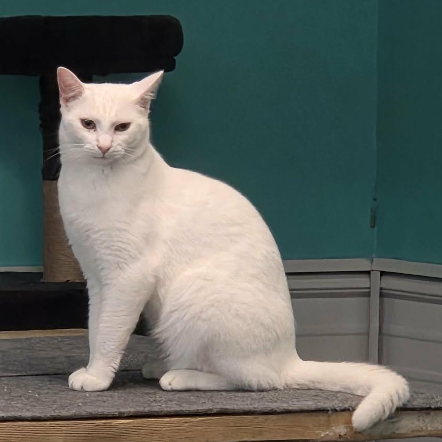 Moon, ADOPTABLE, Adult Male American Shorthair.