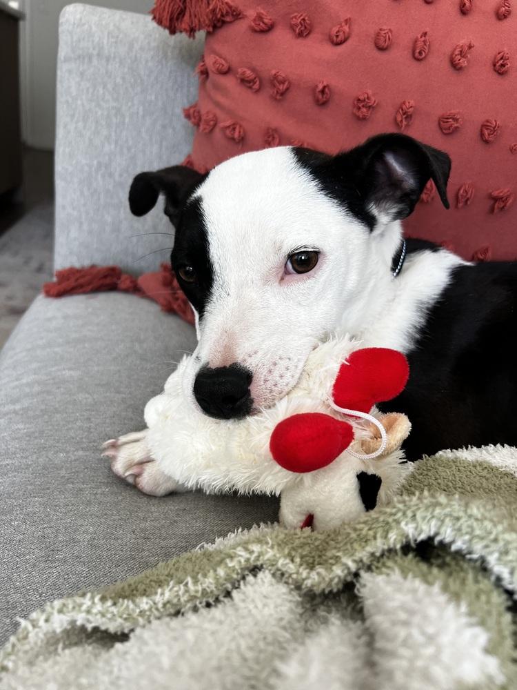 Ryn, a Adoptable mixed breed in Denver, CO image 1/6