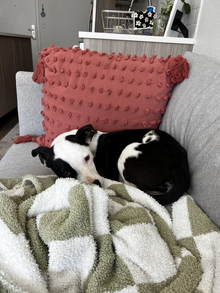 Ryn, a Adoptable mixed breed in Denver, CO image 2/6