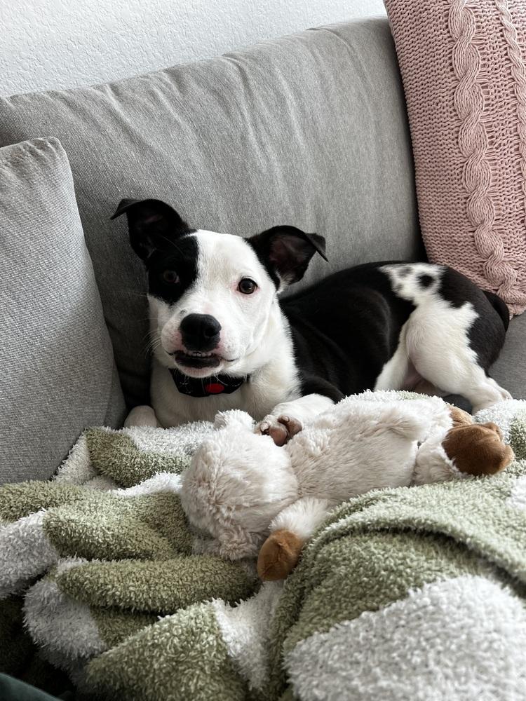 Ryn, a Adoptable mixed breed in Denver, CO image 3/6