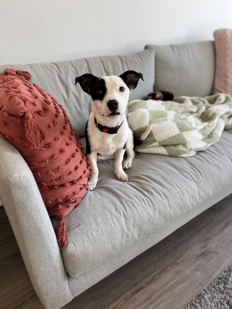 Ryn, a Adoptable mixed breed in Denver, CO image 4/6