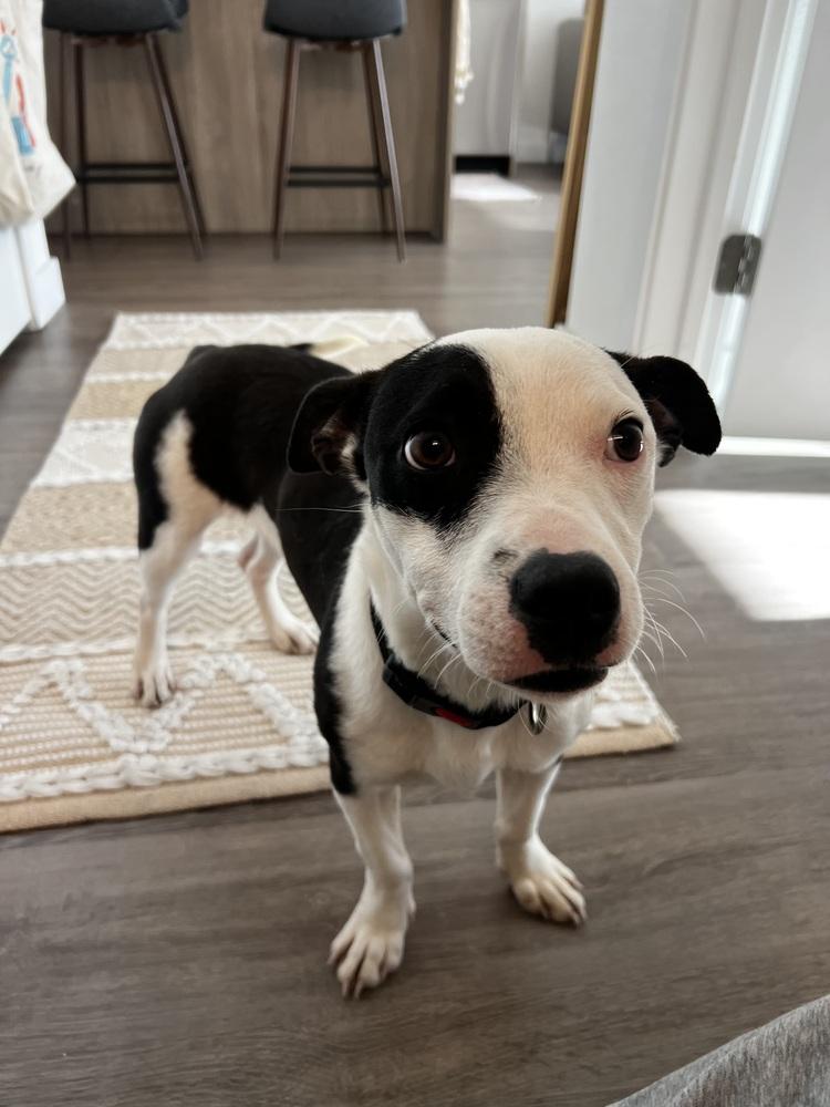 Ryn, a Adoptable mixed breed in Denver, CO image 5/6