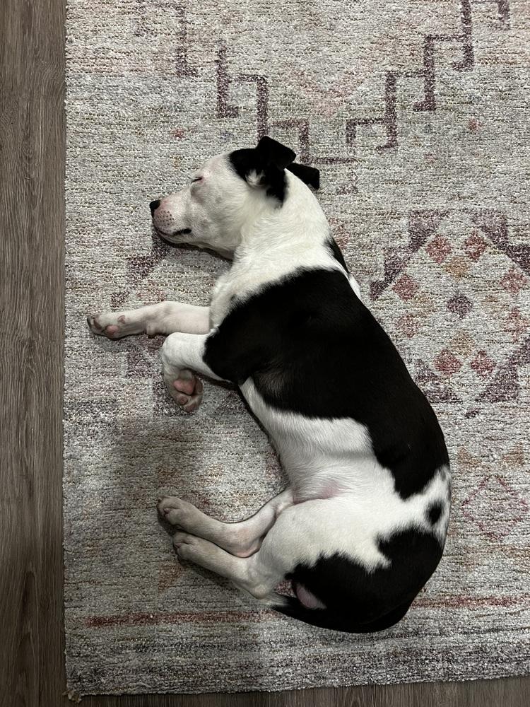 Ryn, a Adoptable mixed breed in Denver, CO image 6/6