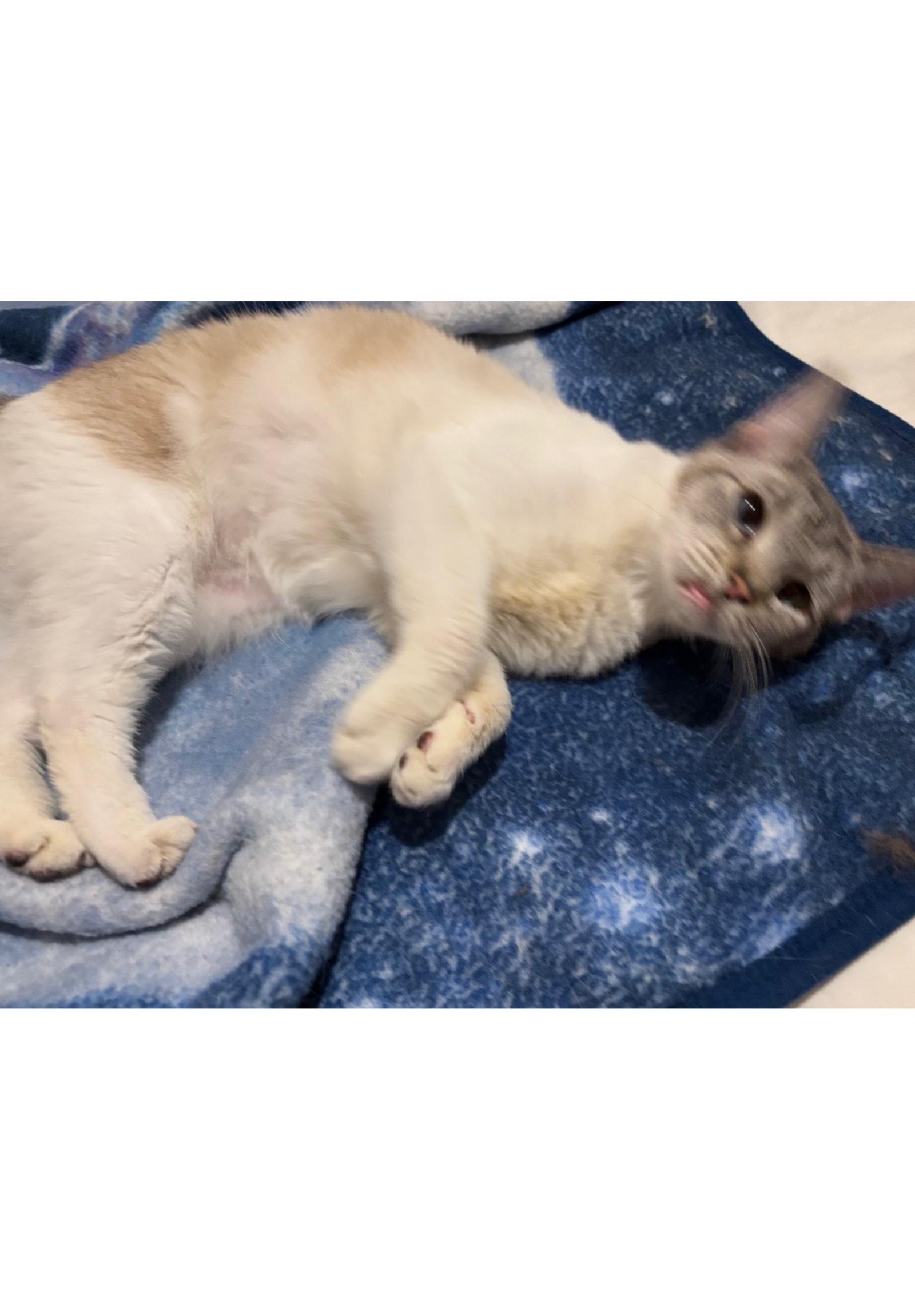 Luna - Courtesy Post, a Adoptable mixed breed in Euless, TX image 1/3