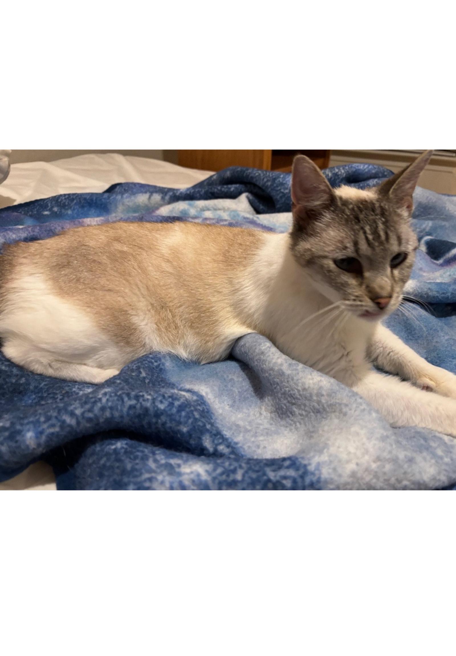 Luna - Courtesy Post, a Adoptable mixed breed in Euless, TX image 2/3