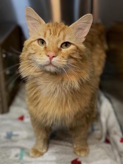 Enlarge Dash, a ADOPTABLE Domestic Medium Hair in Missoula, MT image 2/2